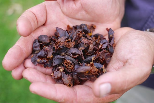 cascara.jpg